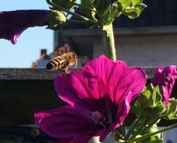 Bienen auf dem Rathausdach / CDU-Antrag umgesetzt